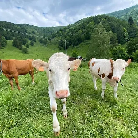 Traditional San Primo 别墅 *