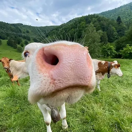 Traditional San Primo Willa *