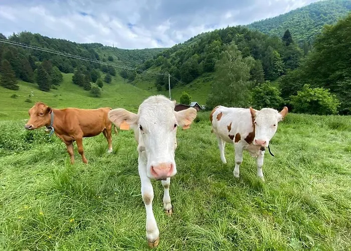 Traditional San Primo Villa *