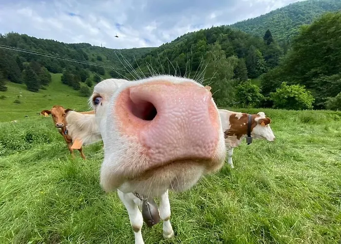 Traditional San Primo Villa *